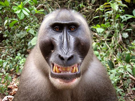 Monkey .